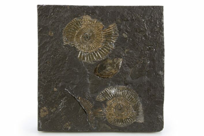 Fossil Ammonite (Dactylioceras) Cluster - Posidonia Shale, Germany #305722